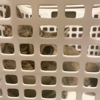 猫が『カゴに入りたがる』4つのワケ　猫用カゴを選ぶなら、どんなタイプがいい？