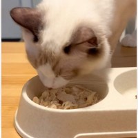 茹でたささみを冷ましてから猫に出したら…飼い主さんが思わず笑った『可愛すぎる行動』が8万再生「ビビってるｗ」「すごい賢いねｗ」