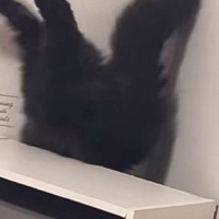 ゴム紐に夢中になっている猫を見ていたら…予想もしていなかった『笑撃の瞬間』が92万再生「バタバタ具合に笑った」「可愛すぎて辛いｗｗ」