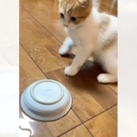 お水の入ったお皿をひっくり返した子猫が、次の瞬間……想定外の『慌て方』に「初めて見る動きｗｗ」「猫の動きじゃないｗ」と17万再生