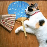 猫の夏場の留守番について｜どんなことに注意すべき？起こりうるトラブルまで【現役獣医が解説】