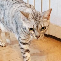 ごはんを食べに歩き始めた猫→となりを見てみると……まさかの『可愛すぎる瞬間』に4万いいね「張り切ってるｗ」「良い目をしている」