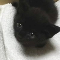 保護された『手のひらサイズの赤ちゃん黒猫』をお家に迎えて９年…心温まる『成長記録』に「優しい人に出会えてよかった」「最高やね」の声