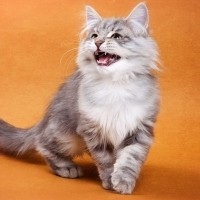 愛猫の不思議な『ぷるる～』という鳴き声の意味4選　かわいい気持ちがこめられていた！