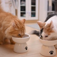 猫にも起こる『鉄分不足』考えられる3つの原因　鉄が不足するとどんな症状が？