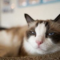 『寝起きが悪い猫』に見られる3つの行動　体調不良のサインの場合も？