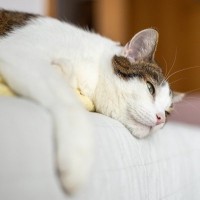 猫の難病『アミロイドーシス』とは？原因や症状、なりやすい猫などを解説