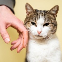 愛猫には虐待に感じられる『絶対にやってはいけない』4つの行為　虐待の定義も解説
