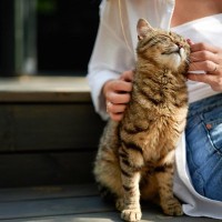 愛猫が『飼い主になかなか心を開かない』5つの理由　その頑張りが逆効果かも？