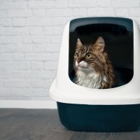 猫の『膀胱炎』は再発しやすいって本当？原因や症状、予防法とともに解説