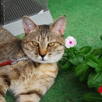 猫の『目が内側に寄って見える』のはなぜ？考えられる3つの原因　視力に影響は？