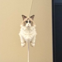 浮いている猫を目撃……？二度見不可避の『不思議な光景』がすごいと17万表示「トリックアートにゃんこ」「ドリフのコントかな」と反響