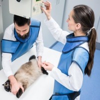 猫の『レントゲン検査』の基礎知識4選　どんなときに受ける？どんな病気がわかる？