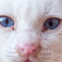 猫の厄介な『慢性鼻炎』原因や症状、治療法を解説　完治が難しい場合も