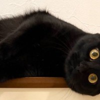 くつろぐ場所違くないですか？…まさかの場所で『黒猫が寝そべっていた光景』に7万いいね「上がよかったんだねｗ」「涼しいのかなｗ」