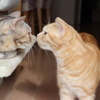 猫同士が密かに守っている『暗黙の了解』4選　無用な争いを避け、共存するための猫たちの知恵