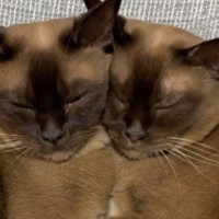 家に帰ってきて『ソファの上』を見たら、2匹の猫が……想定外の『可愛すぎる光景』に5万いいね「見事な融合」「シンクロ率がすごい」