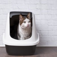 猫の『トイレトレーニング』は難しくないって本当？トイレのうまい教え方5つのコツ