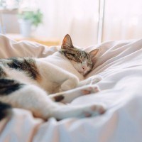 猫も『人をバカにする』ことがある？そう感じさせる5つの行動　実際はどう思っている？