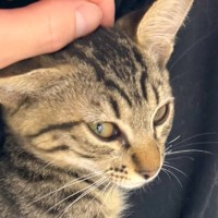 保護猫を引き取って１週間…飼い主さんの膝の上で見せた『まさかの行動』に９万いいね「もう心通じ合ってるね」「可愛い以外の言葉が出てこない」