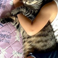 寝ぼけた女の子が猫を『抱き枕』と勘違いした結果…あまりにも尊い『まさかの光景』が373表示「まんざらでもなさそう」「表情がｗｗｗ」