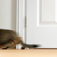 『危険を感じている猫』が見せる5つの行動　どんなときに見られる？どう対処すれば？