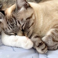 『たぶんポップコーンの夢見てる』寝ているネコの鼻が、同居ネコの肉球にくっついて…思わず癒される『尊い光景』が41万表示「香ばしい…」