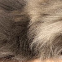 シャンプーをしようとお風呂場に連れて行ったら…猫が見せた『まさかの行動』が可愛すぎると6万いいね「もっふもふだね」「がんばれー」