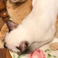 『6年前は白かった子猫』→現在の様子を見てみると……衝撃のビフォーアフターに5万いいね「本当に色が違う」「日焼けサロン行った？ｗ」