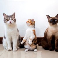 猫の『顔のかたち』は3タイプ！それぞれの特徴や性格、よく見られる猫種をご紹介