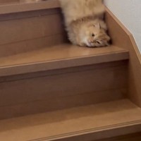 朝ごはんにネコを呼んだら……上の階から降りてくるときの『まさかすぎる動き』に24万いいね「難しそうな降り方ｗ」「爆笑しちゃったｗ」