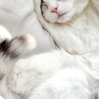 スヤスヤと眠る猫の『両手』を見てみると……あまりにも尊すぎる『ポーズ』に2万いいねの反響「可愛くてたまらない」「めっちゃ良い」