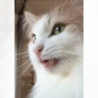 クラッキングする猫を撮影→カメラのほうに視線をくれたかと思ったら、次の瞬間…『可愛すぎる動き』に3万いいね「アニメのOPとかでありそう」