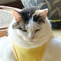 猫に服を着せたら……飼い主さんがツボってしまった『予想外すぎるシルエット』に14万いいね「笑いすぎて涙が出た」「勝てる気がしないｗ」