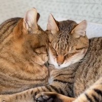 闘病中で元気がない猫に……同居猫がとった『まさかの行動』に胸が熱くなると121万再生「大好きなんだね」「あまりにも尊い」と大反響