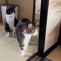 生まれたばかりの赤ちゃんが部屋で眠っていると…気づいた猫の『尊すぎる反応』が112万再生「顔が良くて何度も見ちゃったｗ」「笑った」