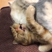 妹猫が兄猫を押さえつけている現場を目撃→喧嘩かと思ったら…『まさかの理由』が尊すぎると47万再生「愛が溢れてる」「可愛いｗ」