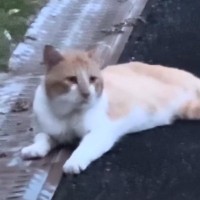 亡き愛猫の三回忌に『そっくりな野良猫』と出会った結果…運命的な出会いの様子に涙が止まらないと21万再生「ぼろぼろ泣いてしまった」「素敵」