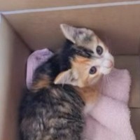 ダンボールに入れられ『捨てられていた子猫』を保護した結果…心温まる1か月間の軌跡に「助けてもらえてよかった」「愛おしくてたまらない」の声