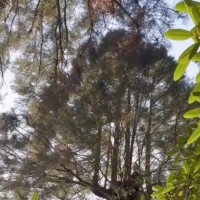 6日間も『高い木の上にいる猫』→助けようと多くの人が集まった結果…涙あふれる光景が22万再生「うるうる来ちゃった」「優しさに感動」