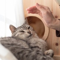 猫を不快にさせる『NGな撫で方』の特徴4選　猫が嫌がっているサインも合わせてチェック