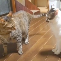 暴れん坊な新入り猫→先住猫2匹との相性を心配していたら……『予想外の展開』に「本当に嬉しい」「やっぱり相性ってあるんだね」と20万再生