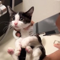 『初めてのお風呂』に入れてみたら……保護子猫が見せた『まさかの反応』が可愛すぎると57万再生「ニヤニヤしてしまった」「綺麗になったね」