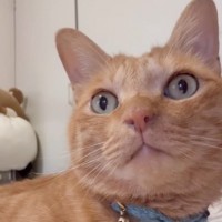 抱っこ大好きな猫のために『アイテム』を作成した結果…予想の斜め上すぎる完成品に「天才やんｗ」「布のおんぶ紐かと思いきやｗナイス」と大絶賛