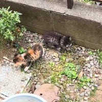 『家の敷地内で鳴いていた2匹の子猫』を保護した結果…2匹が迎えた『結末』に胸が熱くなると59万再生「最高に幸せだね」「ありがとう」