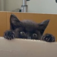 声も出せないほど『衰弱していた子猫』を保護した結果…心温まる『120日間の軌跡』が74万再生「涙が出た」「良い家族と出会えてよかった」