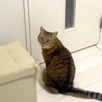 猫が扉の前で『外に出たいアピール』→暑いので断った結果…『まるで人間のように抗議する姿』に「声かわいい」「おしゃべり丸顔ｗ」と反響