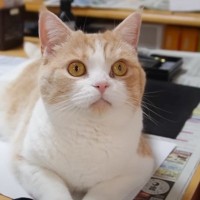 娘が夏休みの宿題に取り掛かろうとしたら……猫が見せた『可愛すぎる行動』に笑顔になる人が続出「いつの間にか先生にｗ」「とても楽しそう」