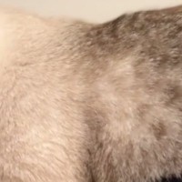 『多分私のことほんとの親だと思ってる』→猫が見せた『まさかの甘え方』に「超絶羨ましすぎる」「あなたが産んだんだよｗ」と4万いいね