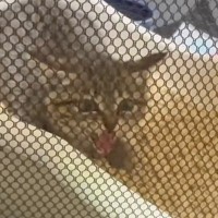 別の子と入れ替わった？…威嚇しまくっていた保護子猫が、1週間後→まさかの光景に「すごいビフォーアフター」「あまりにも可愛いｗ」と1万いいね